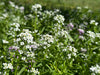 Alyssum Sweet Alice Seeds