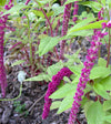 Amaranth Elephant Head Organic Seeds
