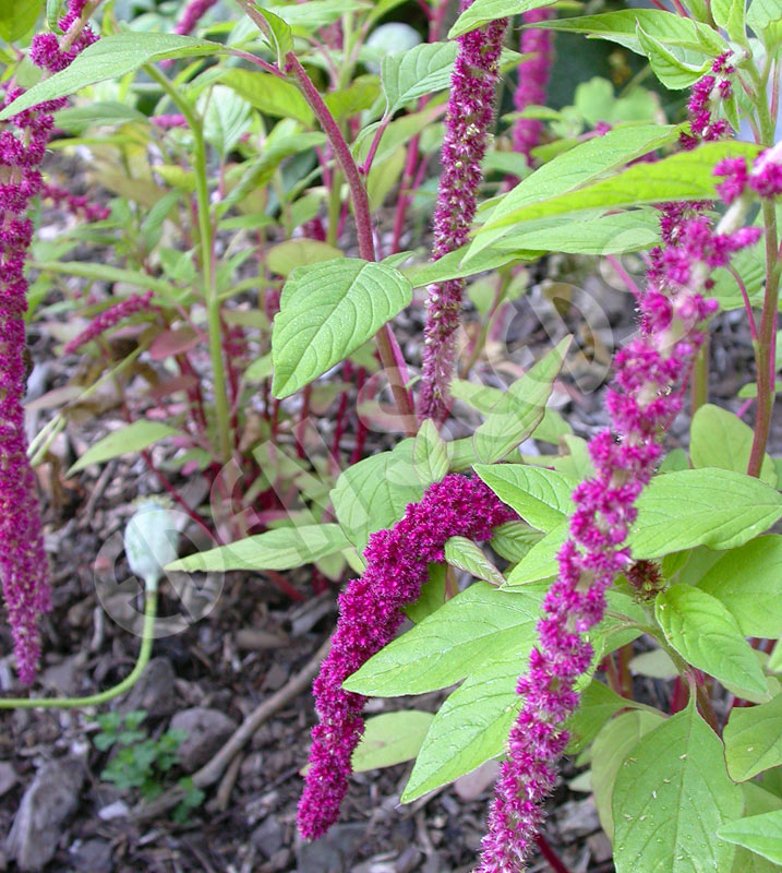 Amaranth Elephant Head Organic Seeds
