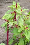 Amaranth Love Lies Bleeding Seeds