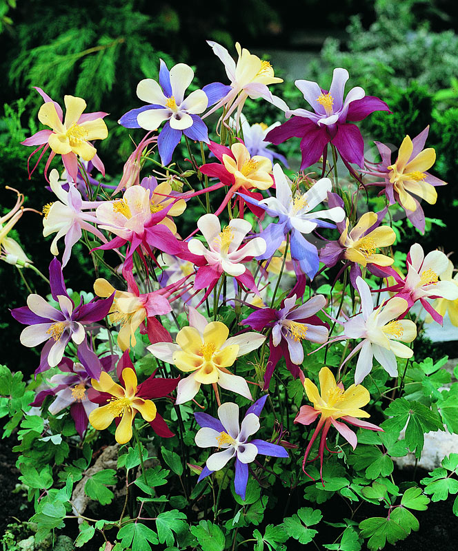 Aquilegia Mckanas Giant Seeds