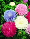 Aster Giant Perfection Mix Seeds