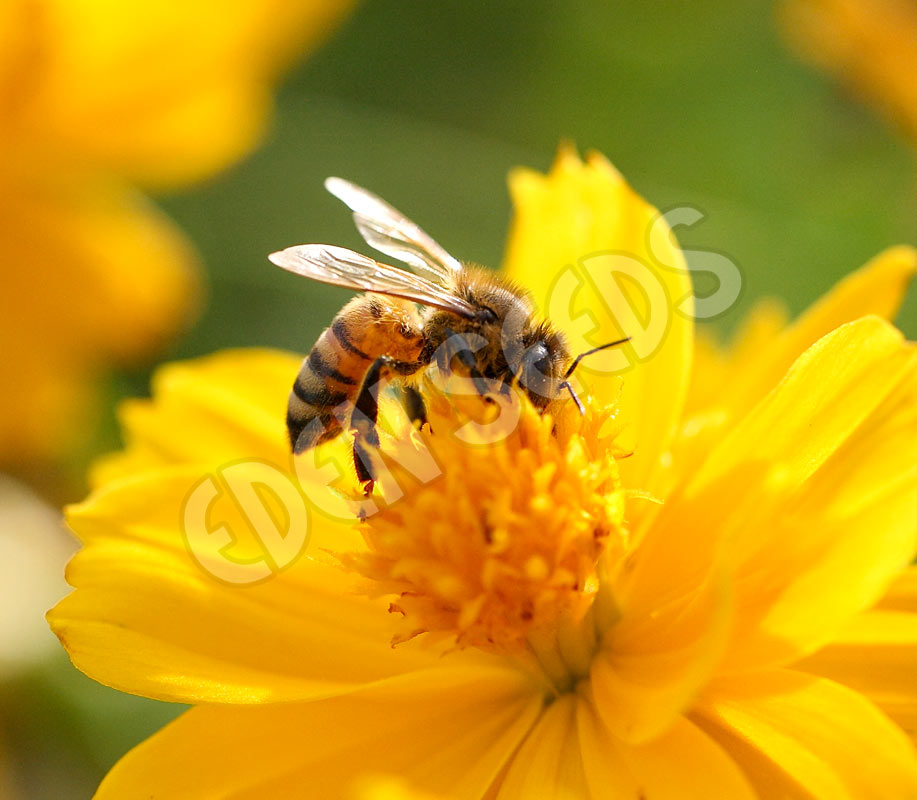 Bee Flower / Beneficial Insect Mix Seeds