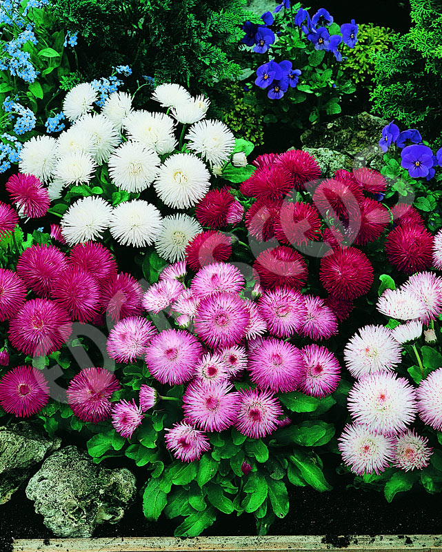 Bellis Monstrosa Mix Seeds