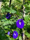 Butterfly Pea Seeds