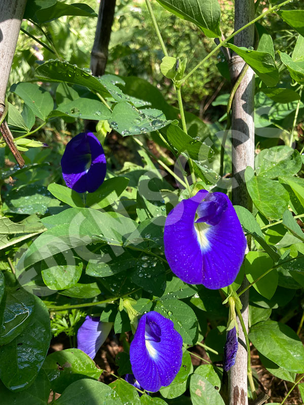 Butterfly Pea Seeds