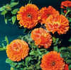 Calendula Balls Orange Seeds