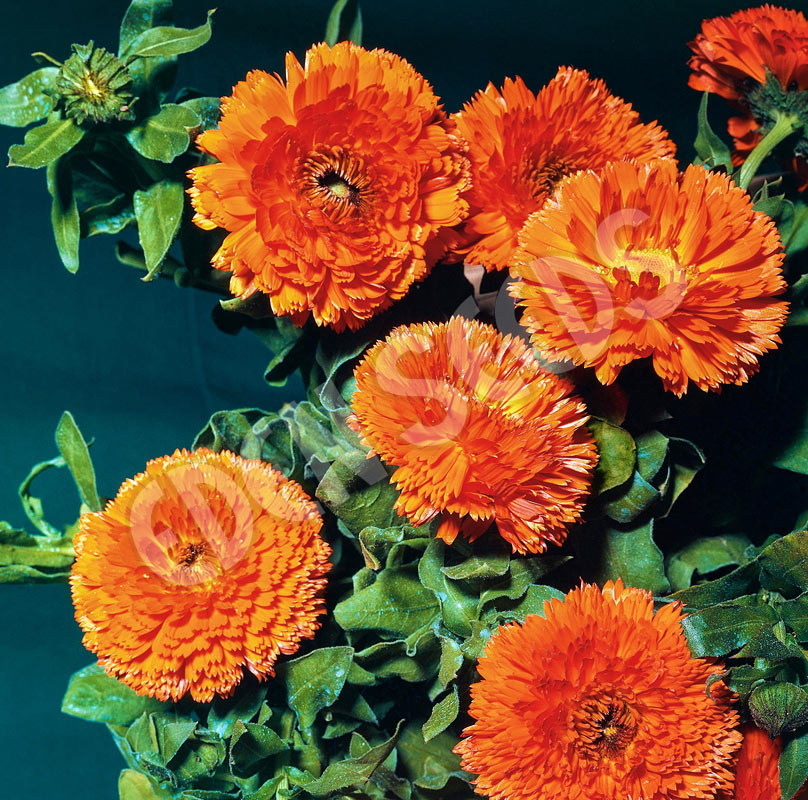 Calendula Balls Orange Seeds