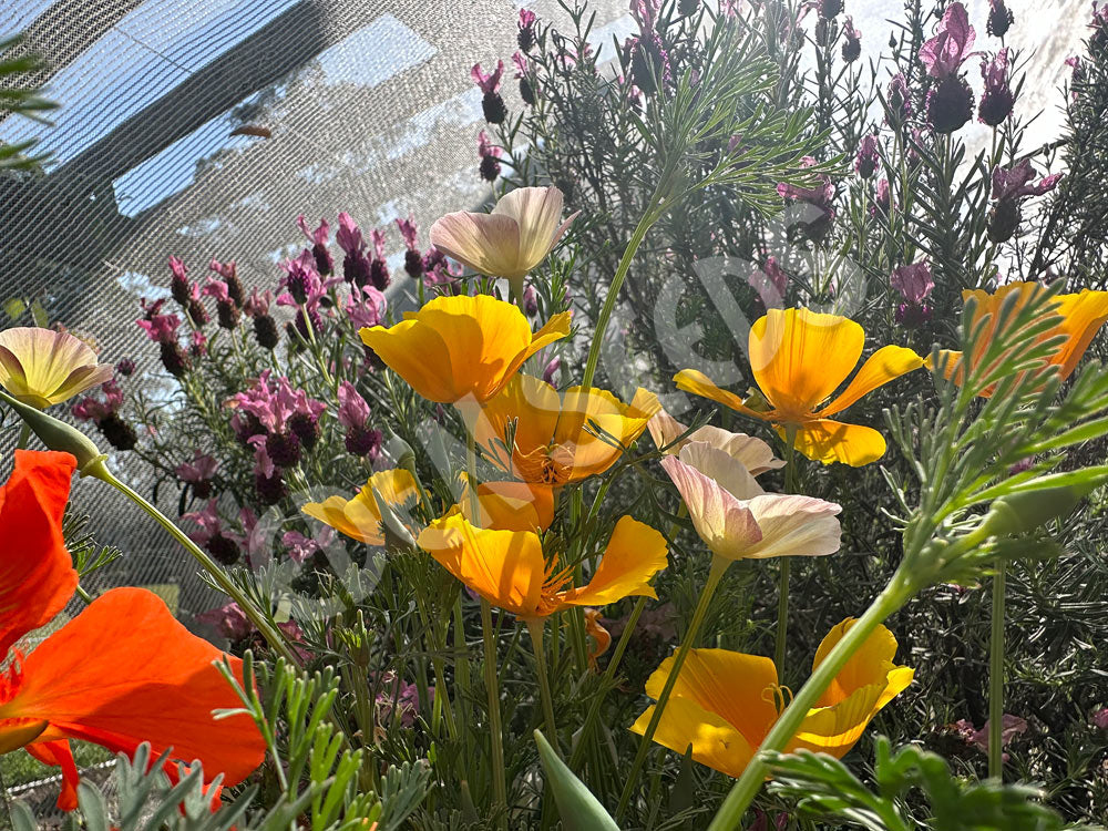 California Poppy Mission Bells Seeds
