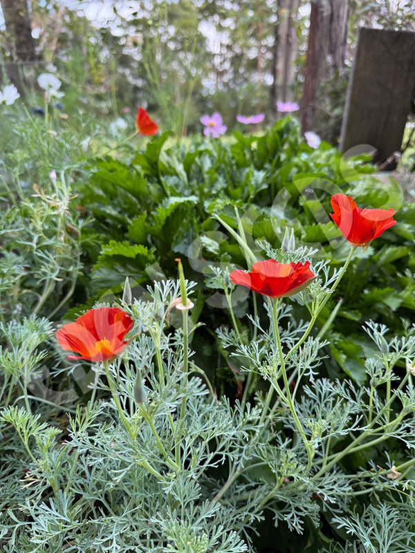 California Poppy Red Chief Seeds