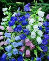 Canterbury Bells Cup And Saucer Mix Seeds