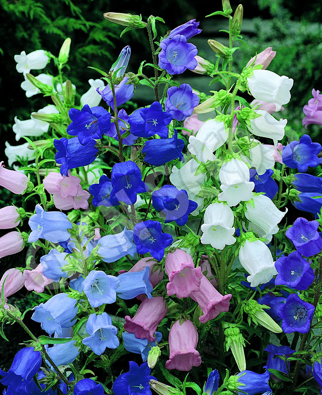 Canterbury Bells Cup And Saucer Mix Seeds