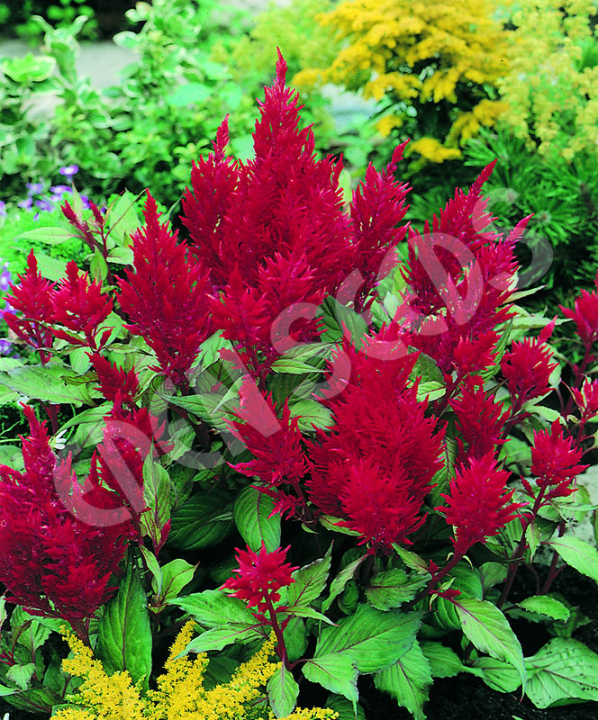 Celosia Forest Fire Seeds