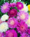 Centaurea Polka Dot Mix Seeds