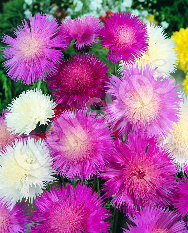 Centaurea Polka Dot Mix Seeds