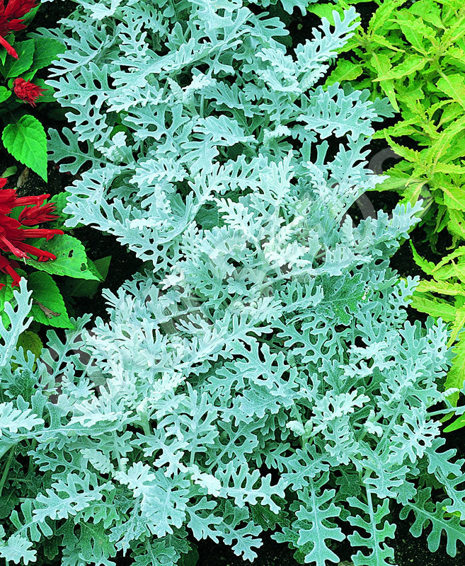 Cineraria Silver Dust Seeds