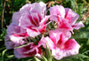 Clarkia Mix Seeds