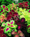 Coleus Rainbow Mix Seeds