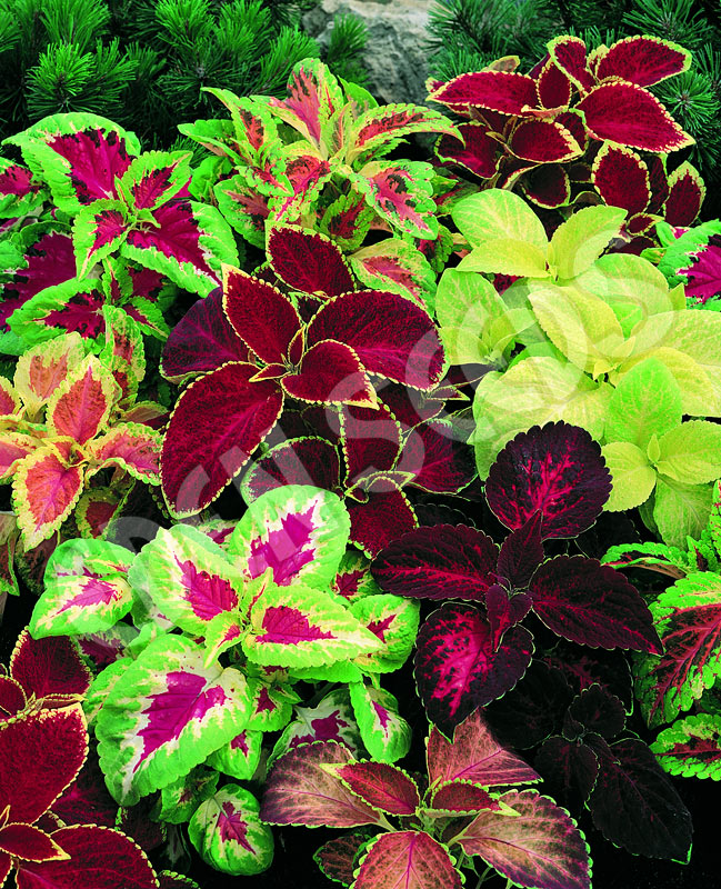 Coleus Rainbow Mix Seeds