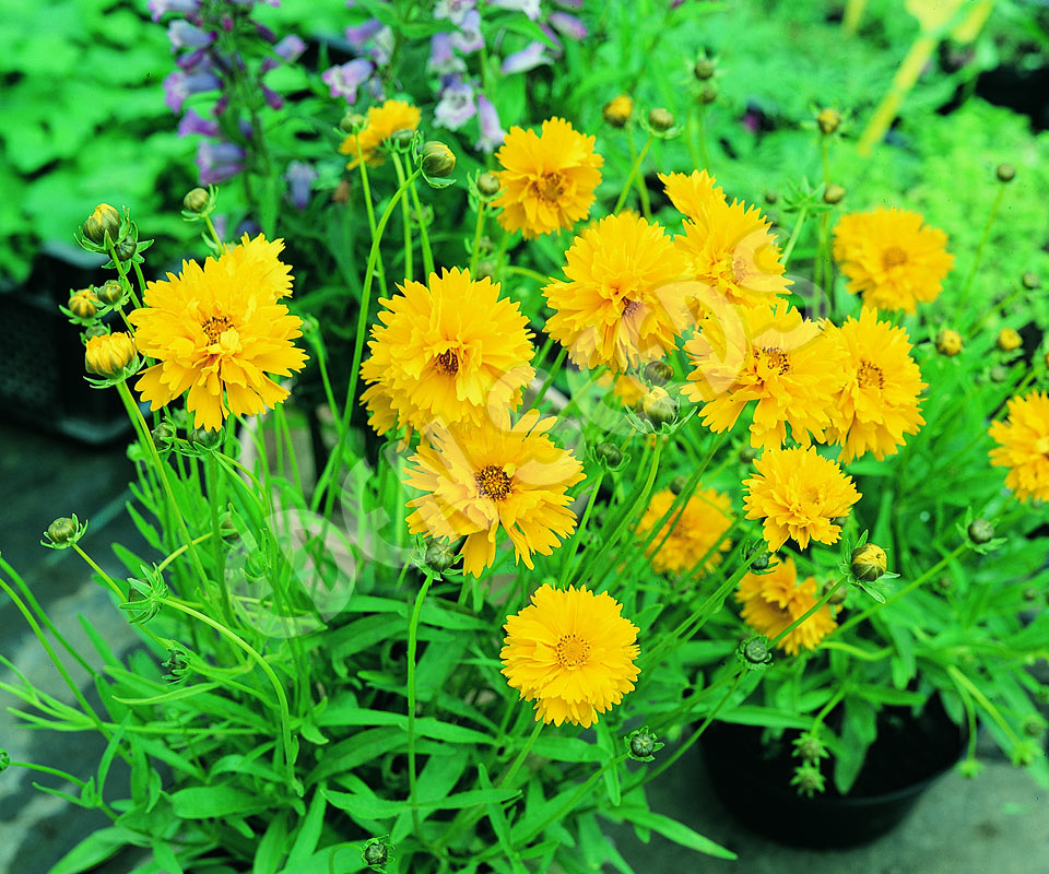 Coreopsis Sunburst Seeds