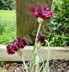 Centaurea (Cornflower) Double Black Seeds
