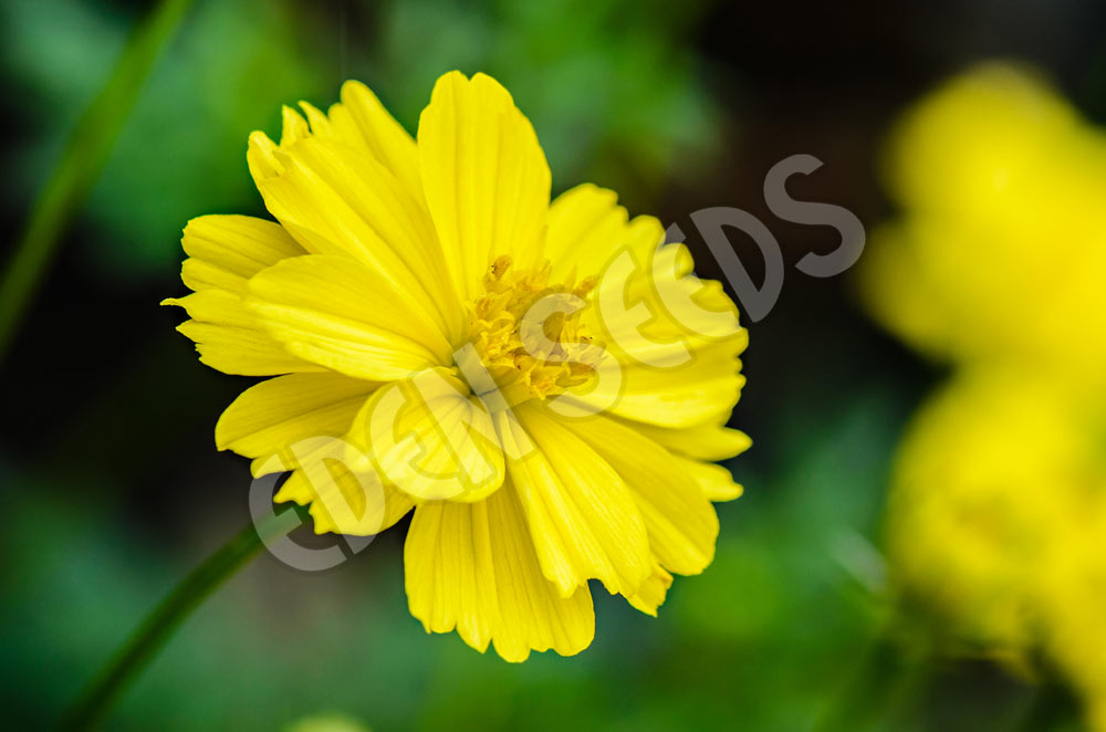 Cosmos Carpet Gold Seeds