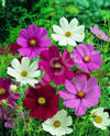 Cosmos Sensation Mix Seeds