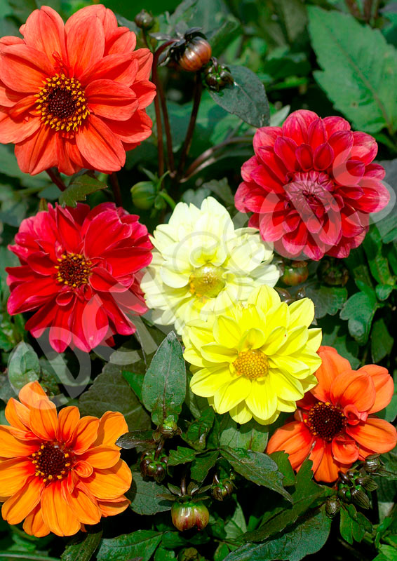 Dahlia Redskin Mixed Seeds