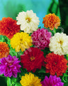 Dahlia Unwins Mix Seeds