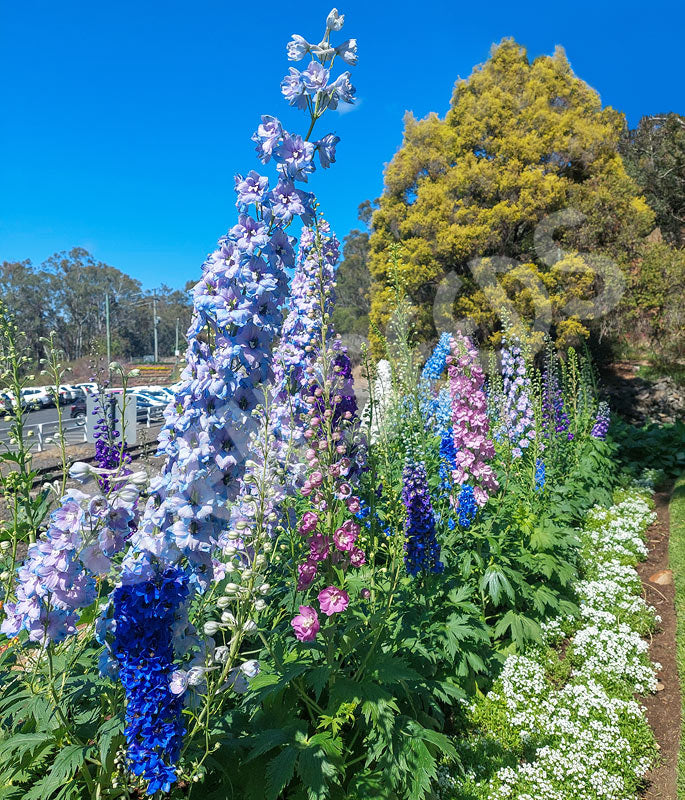 Delphinium Giant Imperial Mixed Seeds