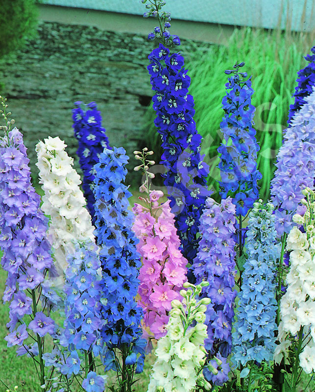 Delphinium Pacific Giants Mixed Seeds