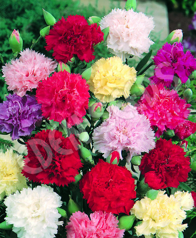 Carnation Chabaud Mix Seeds