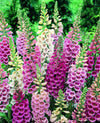 Foxglove Excelsior Mix Seeds