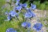 Forget Me Not Chinese Firmament Blue Seeds