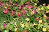 Four O Clocks Tall Mix Seeds