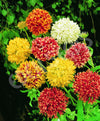 Gaillardia Lorenziana Double Mixed Seeds