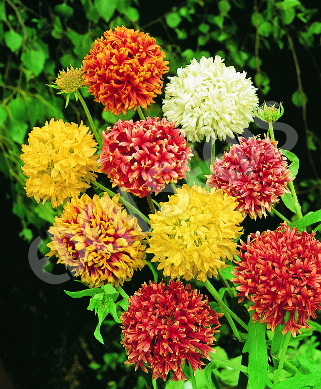Gaillardia Lorenziana Double Mixed Seeds