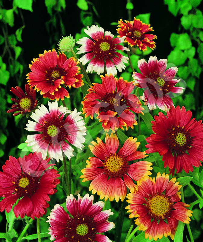 Gaillardia Single Mixed Seeds