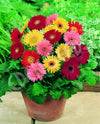 Gerbera Jamesonii Mixture Seeds