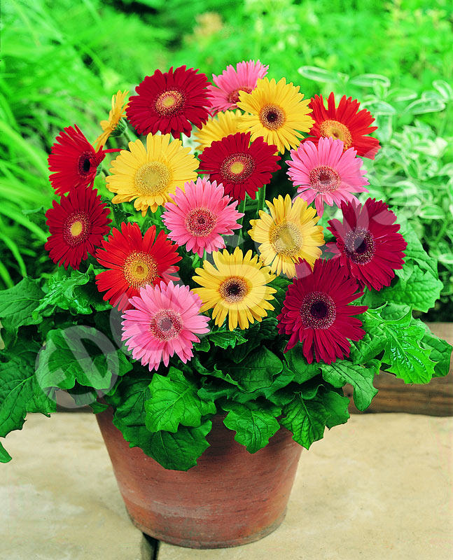 Gerbera Jamesonii Mixture Seeds