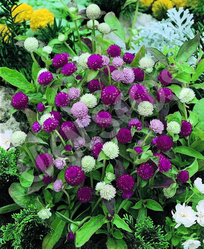 Gomphrena Choice Mixed Seeds