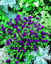 Gomphrena Little Buddy Seeds