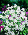 Gypsophila Covent Garden Market Seeds