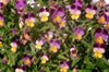 Heartsease Seeds