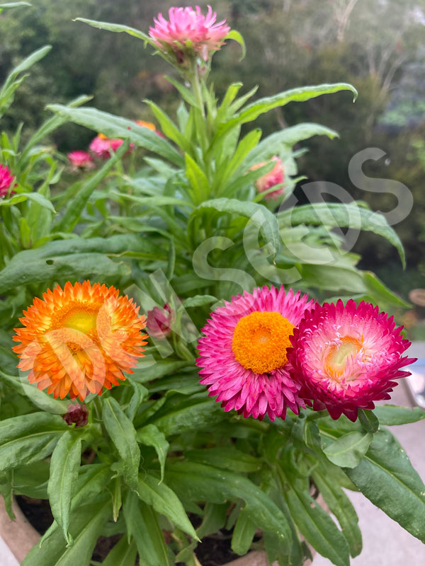 Helichrysum Tom Thumb Mixed Seeds