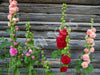 Hollyhock Chaters Double Mix Seeds