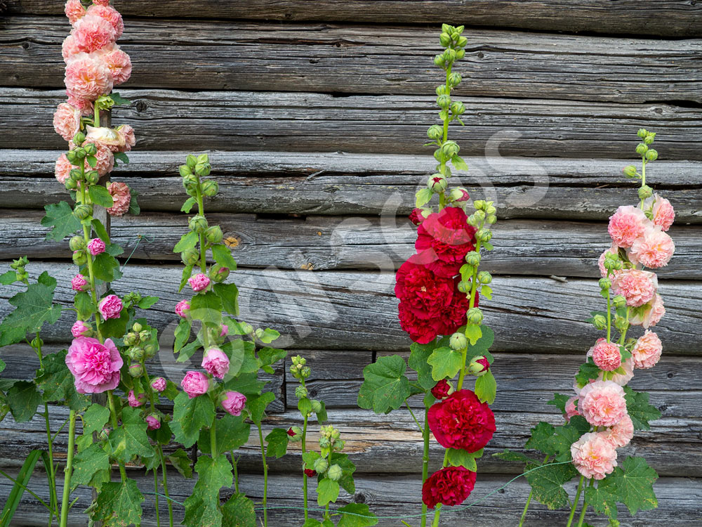 Hollyhock Chaters Double Mix Seeds
