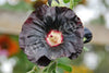 Hollyhock Single Black Seeds