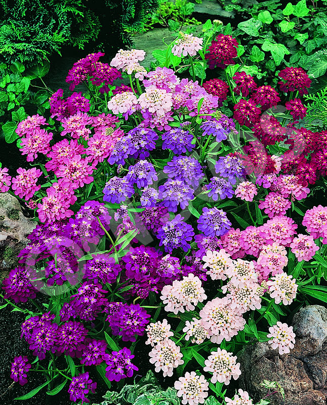 Candytuft Dwarf Fairy Mix Seeds