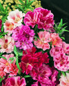 Impatiens Camellia Flowered Mix Seeds